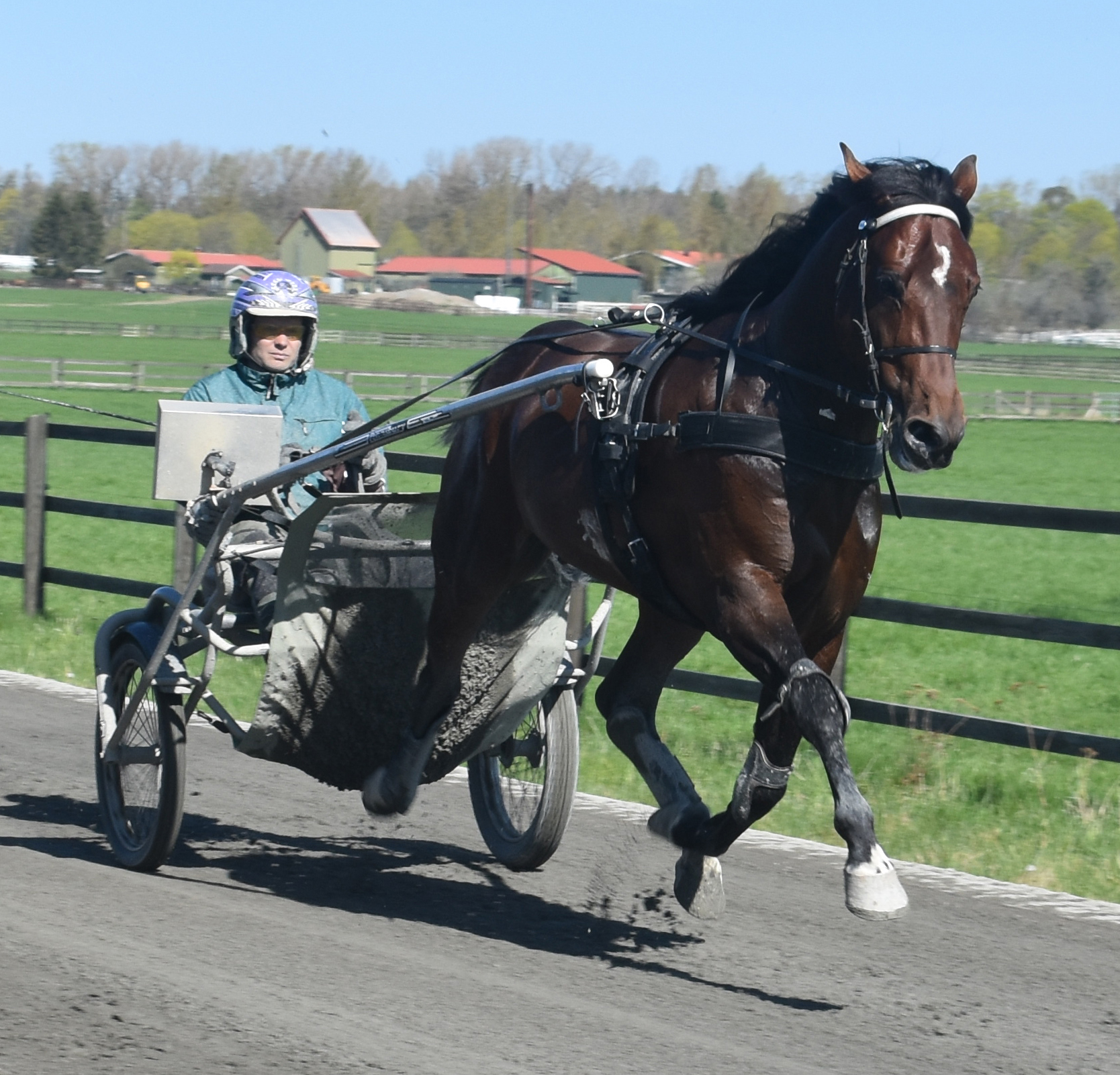 Pasi Aikio bakom hans första Elitloppshäst Who's Who. Foto; A.Lindblom